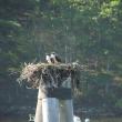 During a recent trip to Pemaquid Harbor, the authors were surprised to see two young ospreys still hanging around a nest - the result of Maine's extended summers? Photo courtesy of Jeff Wells.