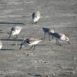 Sanderlings are among the most common birds on Maine beaches during spring and fall, but how many people know that they nest in the Arctic? Photo courtesy of Jeff Wells