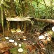 fairy house
