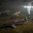 Atlantic sturgeon (Photo courtesy Ryan Hagerty/USFWS)
