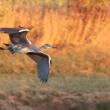 The Cape Elizabeth gray heron in flight shows off the bold white wrists at the bend of the wing that were probably its best field mark. Photo courtesy of Doug Hitchcox.