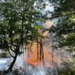 fire in the woods