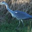 Would you have differentiated this gray heron from a great blue heron if you'd seen it in your favorite wetland? This bird was seen by hundreds of birders in Cape Elizabeth over a week in October. Photo courtesy of Rob Speirs