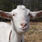 Goats