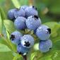 blueberries!