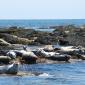 Seals Seals