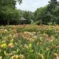 Merryspring's mission is to practice, teach and advocate sound principles of ecology, conservation and horticulture in order to protect our natural environment; and to provide natural landscapes and cultivated areas for public enjoyment.