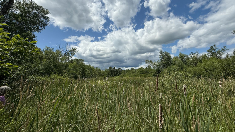the belfast wetlands.