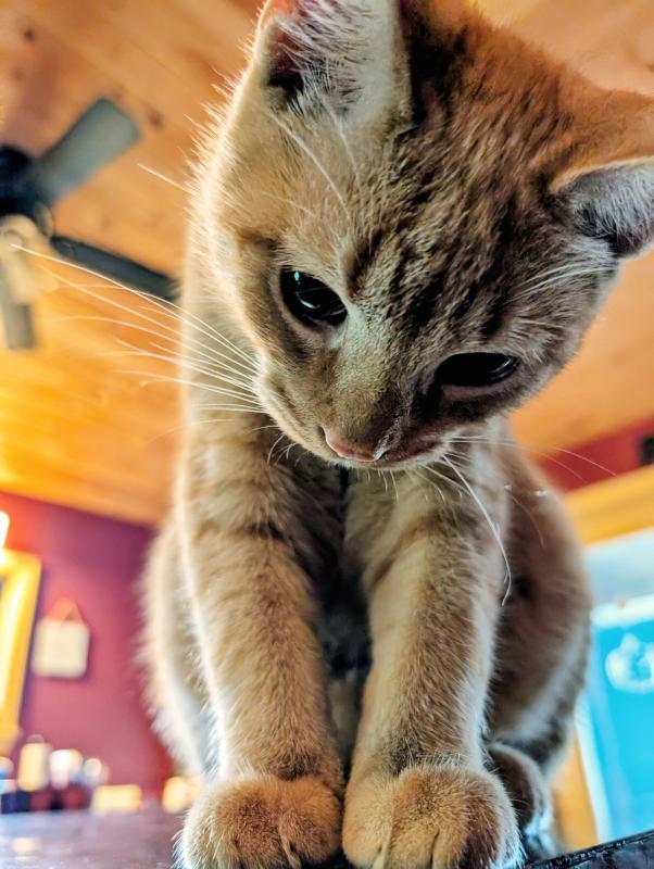 Who wouldn't vote for this face? Photo courtesy Natalie Dame