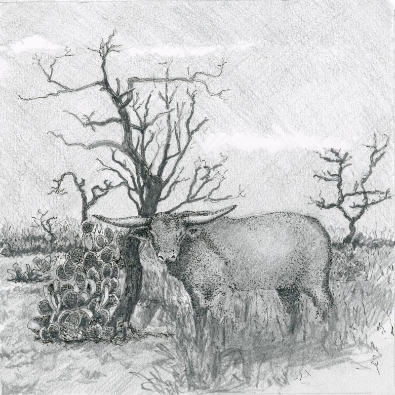 Cactus and Longhorn cattle in San Angelo, Texas. (Drawing by Rick Cronin)