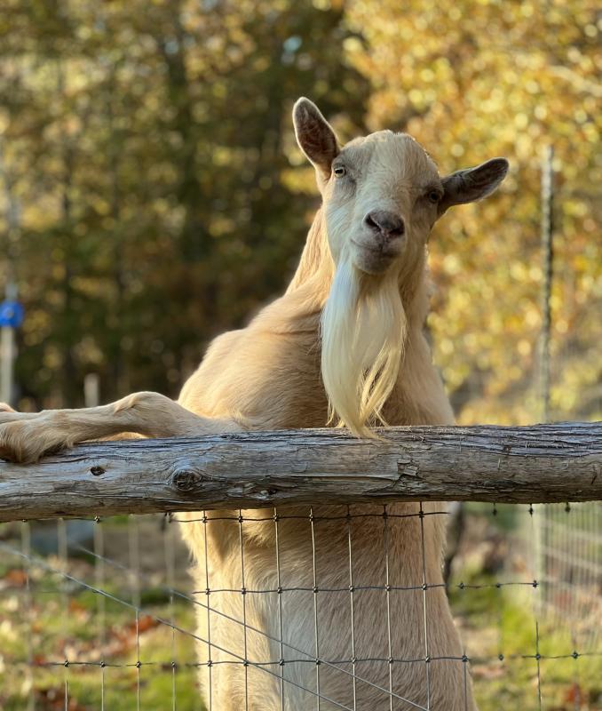 goat