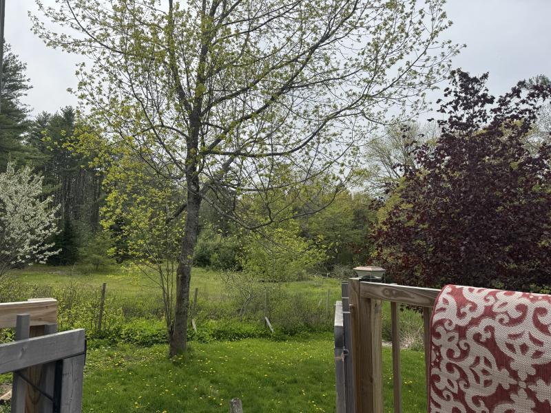Tree line