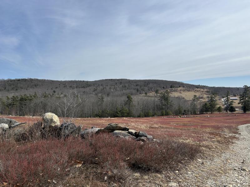 A blueberry field on Beech Hill Road in Northport could be home to an RV resort and home to agricultural tourism. (Photo by Lynda Clancy)