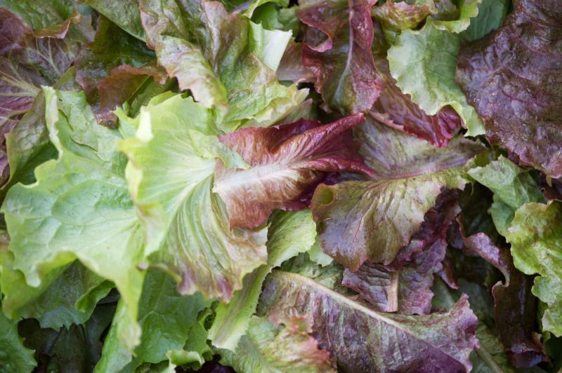 up-close of lettuce