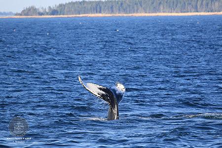 whale tail above ocean surface
