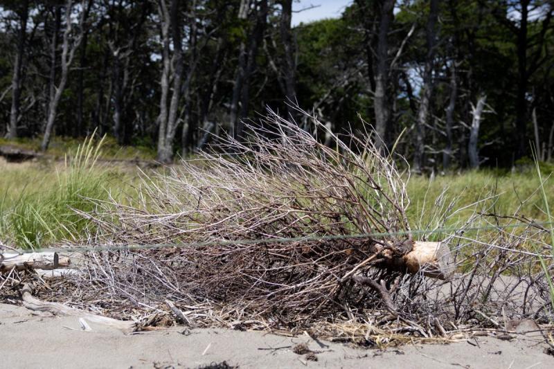 donated pine tree laying in the sand