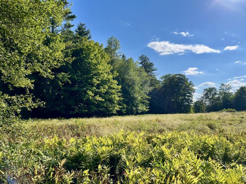 meadow