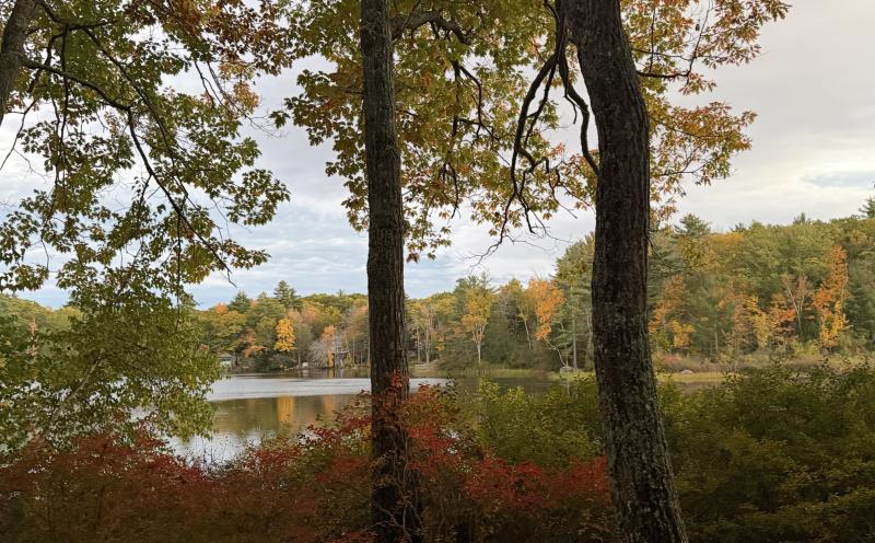Pond