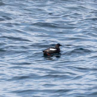 A Black Guillemot swimming. Photo courtesy Jim Nickelson.