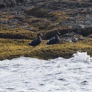 Two female Common Eiders. Photo courtesy Jim Nickelson.