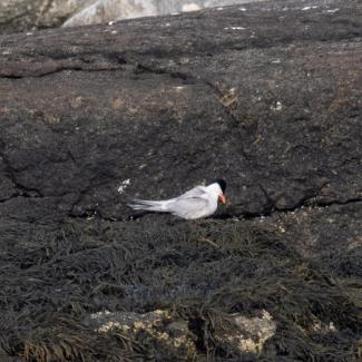 A Common Tern. Photo courtesy Jim Nickelson.