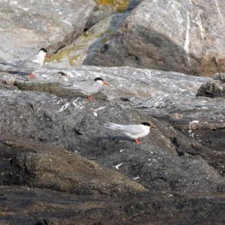 Common and Roseate Terns. The only Roseate Tern in this photo is the rightmost bird. Photo courtesy Jim Nickelson.