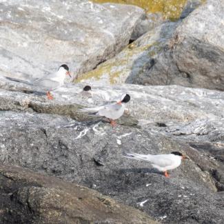 Common and Roseate Terns. The only Roseate Tern in this photo is the rightmost bird. Photo courtesy Jim Nickelson.