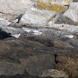 Common and Roseate Terns. The only Roseate Tern in this photo is the rightmost bird. Photo courtesy Jim Nickelson.