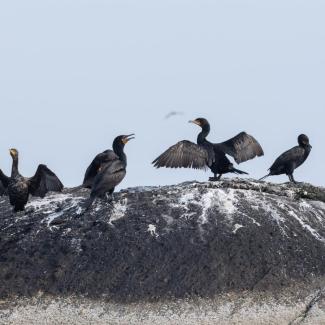 Double-crested Cormorants warming up. Photo courtesy Jim Nickelson.