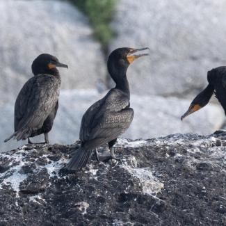 Double-crested Cormorants warming up. Photo courtesy Jim Nickelson.