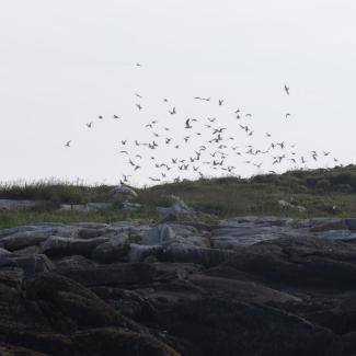 A flock of various species. This was one of the smallest flocks we saw. Photo courtesy Jim Nickelson.