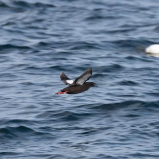 A Black Guillemot flying. Photo courtesy Jim Nickelson.