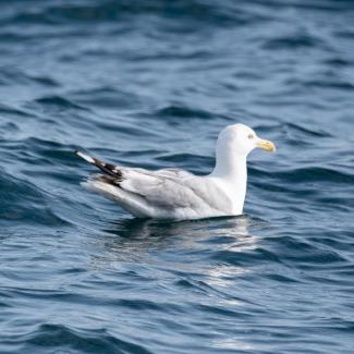 A Herring Gull swimming. Photo courtesy Jim Nickelson.