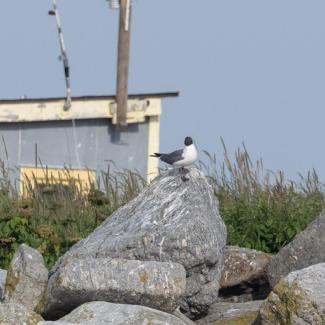 A Laughing Gull watching all of the action. Photo courtesy Jim Nickelson.