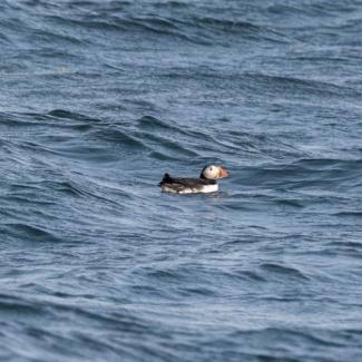 An Atlantic Puffin swimming. Photo courtesy Jim Nickelson.