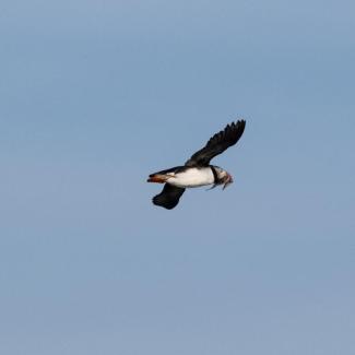 An Atlantic puffin flying. Photo courtesy Jim Nickelson.