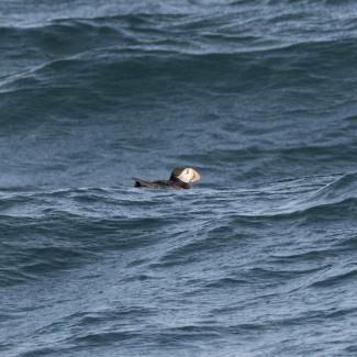 An Atlantic Puffin swimming. Photo courtesy Jim Nickelson.
