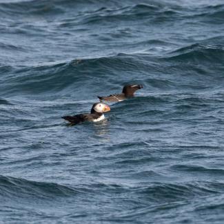 An Atlantic Puffin swimming with a Razorbill. Photo courtesy Jim Nickelson.