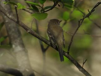 This Alder Flycatcher was seen during spring migration at Sears Island. Photo courtesy Eliza Nickelson.