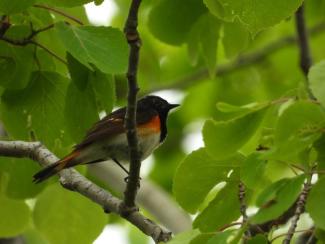 American Redstarts are small, flashy, and easy to identify. Photo courtesy Eliza Nickelson.