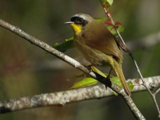 This Common Yellowthroat was a bright spot during spring migration. Photo courtesy Eliza Nickelson.