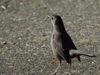 Gray Catbirds are among the birds that will forage on the road at Sears Island. Photo courtesy Eliza Nickelson.
