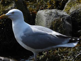 Herring Gulls are an abundant bird throughout Maine. Photo courtesy Eliza Nickelson.