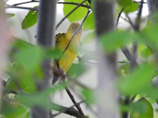 Yellow Warblers are one of many warbler species found at Sears Island. Photo courtesy Eliza Nickelson.