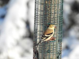 This is an American Goldfinch in the winter, making it nearly impossible to tell the sex. Photo courtesy Eliza Nickelson.