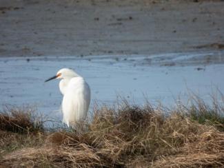 Birds like this Snowy Egret can take years to replace their feathers. Photo courtesy Eliza Nickelson.