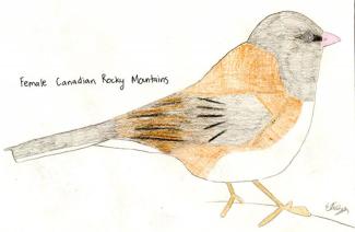 A female Canadian Rocky Mountains Dark-eyed Junco shown in a drawing. Drawing courtesy Eliza Nickelson.