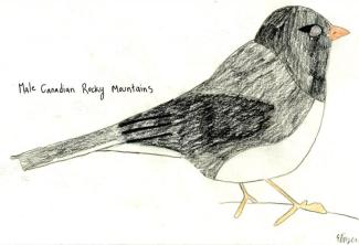 A male Canadian Rocky Mountains Dark-eyed Junco. Drawing courtesy Eliza Nickelson.