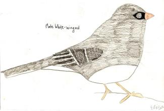 A male White-winged Dark-eyed Junco. Drawing courtesy Eliza Nickelson.