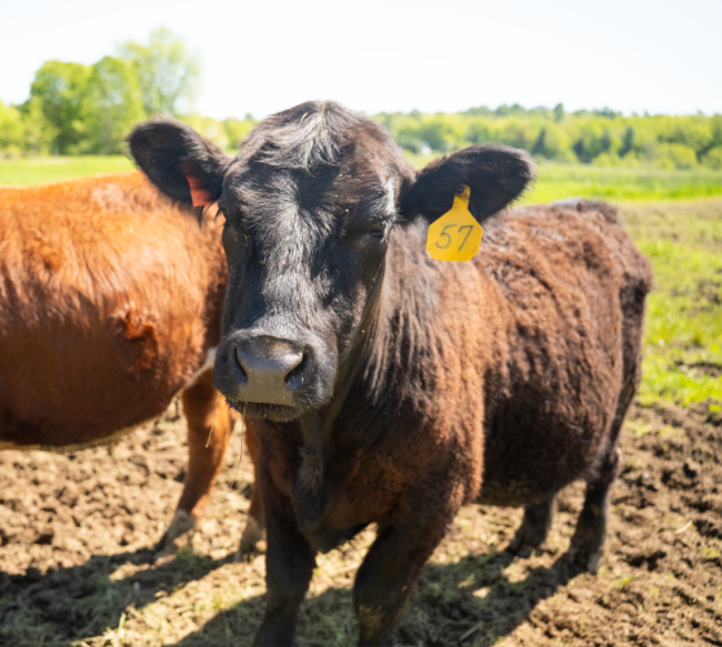 (Photo courtesy University of Maine Cooperative Extension)
